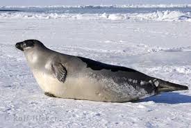 Image Picture of Harp <b>Seal</b> Female Picture