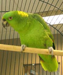 Parrots