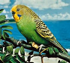 budgerigar
