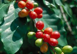 Coffee fruit - Coffea arabica - via Daymix