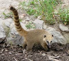 File Coati roux Amiens 2 jpg