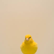   Yellow Canary   1 by Luke Stephenson