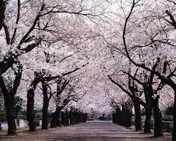 安岡正篤の画像7
