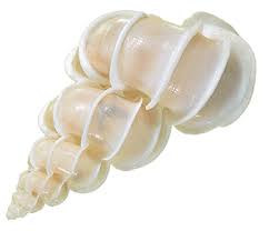 Shell-info0