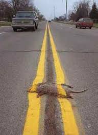 Funny Pictures and Bizarre