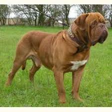   Dogue   De Bordeaux puppy