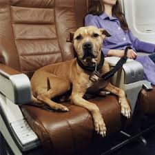 to Airline Travel for Pets