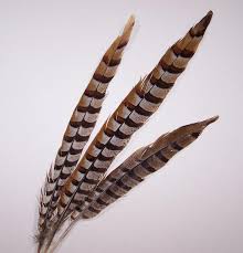 Reeves Pheasant Tail Feathers - via Daymix