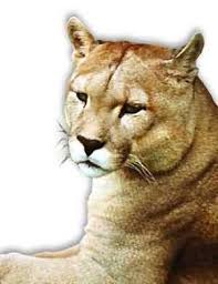   Puma  