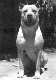 Fighting  Dog   of  Cordoba  