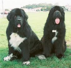   Newfoundland   Puppies for Sale