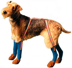  x3cb x3eDog Boots x3c b x3e