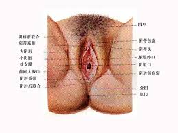 尿道口，阴道口和处女膜。