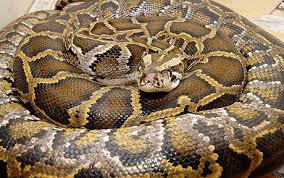 Burmese Python - via Daymix