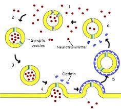 16:17 50469  vesicles .jpg