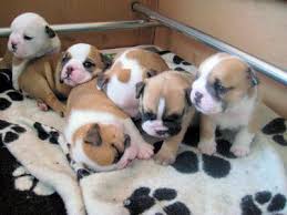 english bulldog puppies for - via Daymix