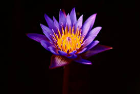 Lotus Flower