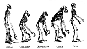 Biological Evolution: Faith - via Daymix