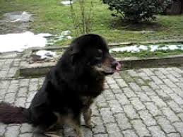 Tibetan Mastif 12 y.o.