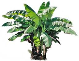   Banana plant   with fruits