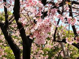 Figure 5: Spring time in Japan - via Daymix