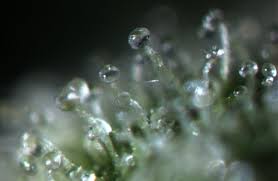 trichome