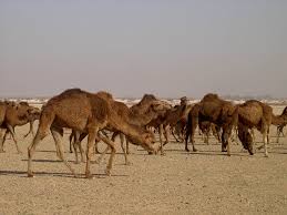 گله شتر