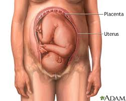 Placenta - via Daymix