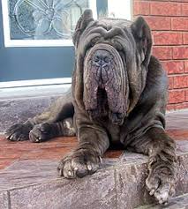   Neapolitan   Mastiff adult