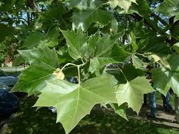 <b>Platanus</b> occidentalis.JPG