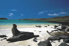 Galapagos sealions.jpg