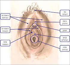 File:Clitoris-he.jpg