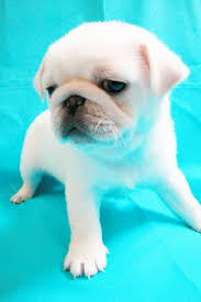 A White Pug