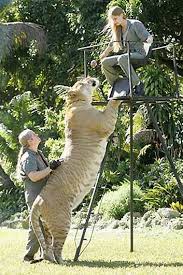 Liger – Lion(M) + - via Daymix