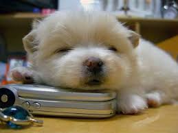 Tags: Animals, breed, cute