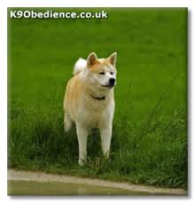 Japanese  Akita Dog Breed   Profile