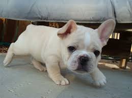 scrappy-french-bulldog - via Daymix