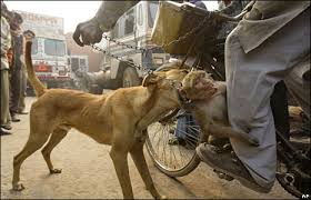 And in Gurgaon, India, a pet monkey ...