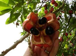 Jamaican  Ackee 