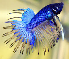 betta