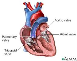 http://static.howstuffworks.com/gif/adam/images/en/heart-valves-picture.jpg