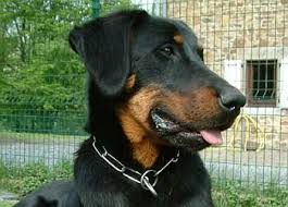   Beauceron   LEBKA OBLI 268 EJOV 268 STI 