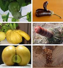 Nature  Porn  