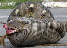 Python Eats Pregnant Sheep