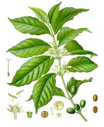 The botany of the genus Coffea - via Daymix