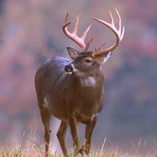      another round of  deer hunting   