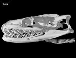 Python molurus - via Daymix