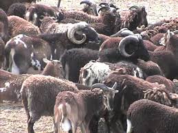 Sheep (also soay sheep) to - via Daymix