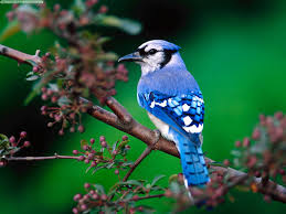 Big Frank the  Blue Jay  