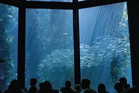 Monterey Bay Aquarium/Rick - via Daymix